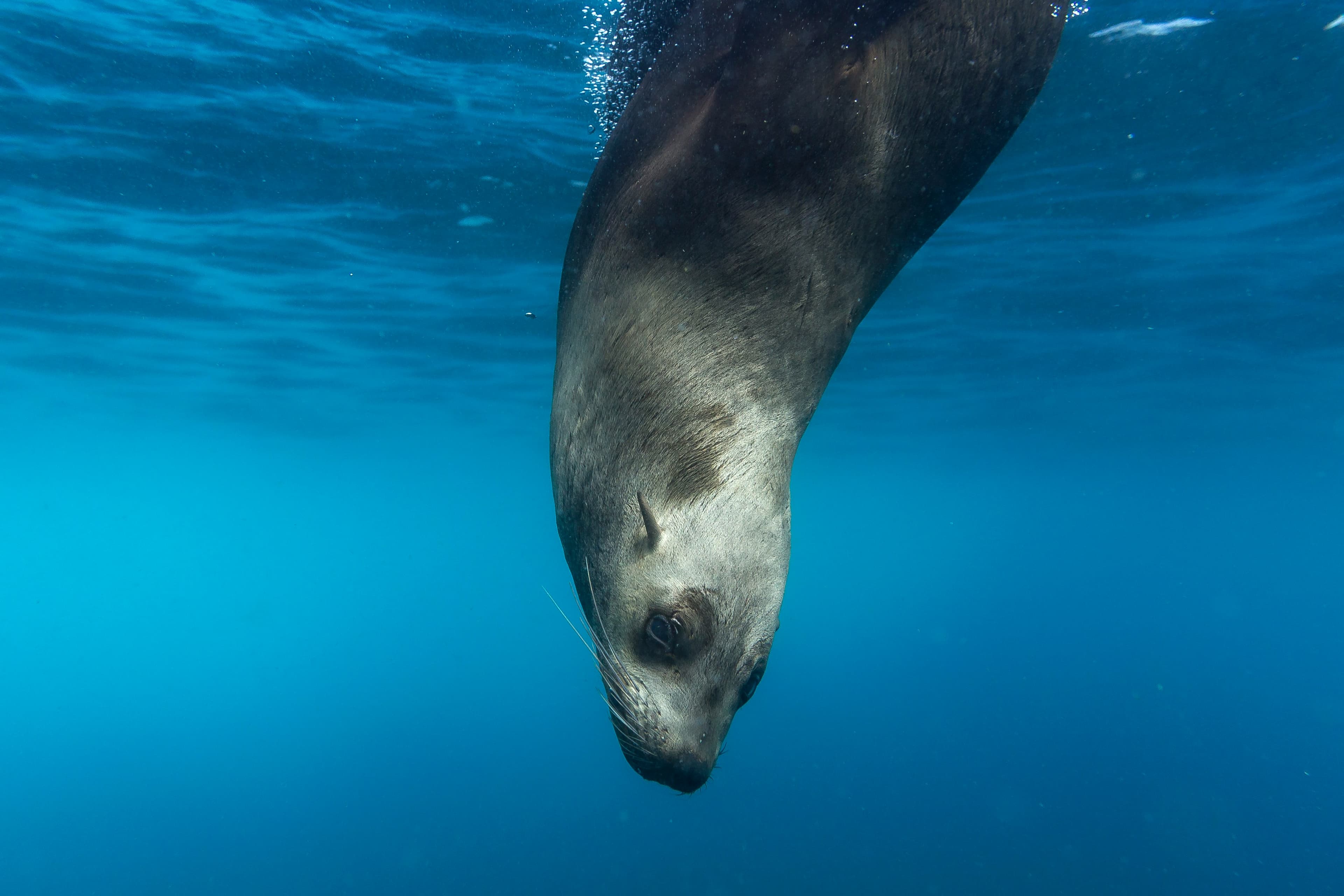 The Diver